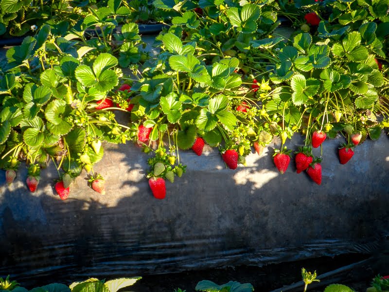 https://lassencanyonnursery.com/wp-content/uploads/2022/09/more-strawberries-lassen-canyon-nursery-1.jpg