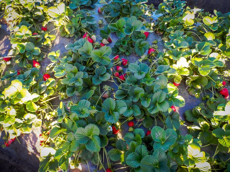 In an undated photo a chopper removes the tops of strawberry plants in a  Lassen Canyon Nursery field in Macdoel, Calif. Strawberry plant growers use  the unique Klamath Basin climate to their