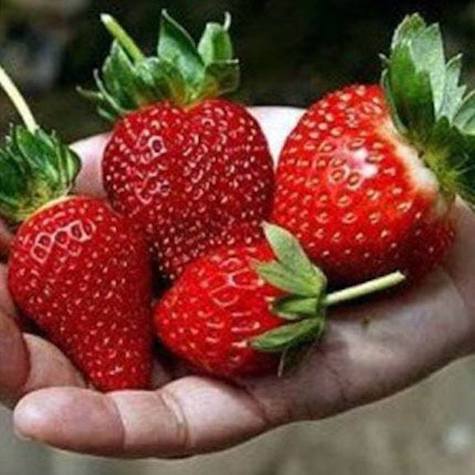 Sweet Charlie Strawberry