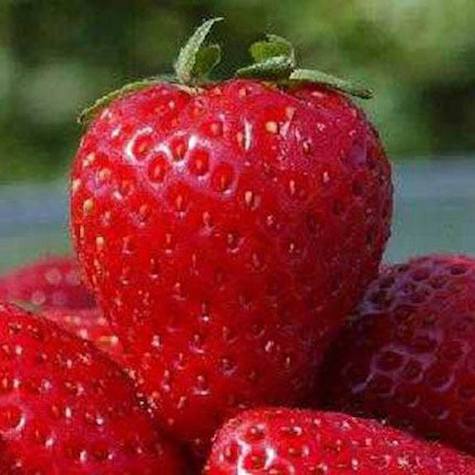 Tillamook Strawberry