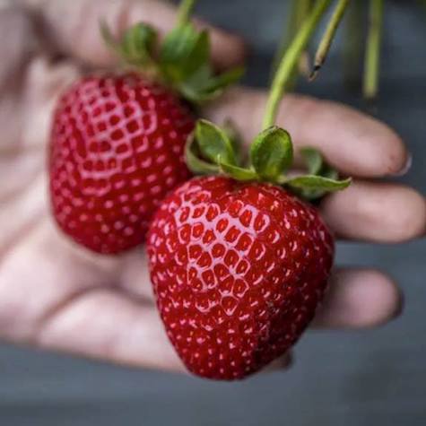 Valiant Strawberry